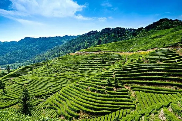 全自動智能化茶葉生產線目前的發展狀況:茶葉生產中的自動化科技